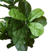 Fiddle Fig 135cm - Designer Vertical Gardens artificial green wall sydney artificial vertical garden melbourne