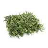 Indoor / Outdoor UV Portable Pittosporum Artificial Hedge - 1.5m High x 1.5m Wide x 30cm Deep - Designer Vertical Gardens artificial garden wall plants artificial green wall australia