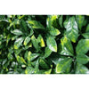 Lemon Leaf Artificial Hedge Panel / Fake Vertical Garden 1m x 1m UV Resistant - Designer Vertical Gardens artificial garden wall plants artificial green wall australia