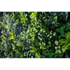 Mixed Ivy Artificial Hedge Fence Panels / Fake Vertical Garden 1m x 1m UV Resistant - Designer Vertical Gardens artificial garden wall plants artificial green wall australia