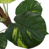 Potted Artificial Pothos Plant with Pole 100cm - Designer Vertical Gardens artificial garden wall plants artificial green wall australia