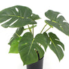 Potted Artificial Split Philodendron Plant With Real Touch Leaves 40cm - Designer Vertical Gardens Artificial Shrubs and Small plants
