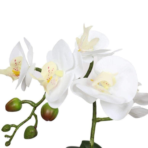 Potted Single Stem White Phalaenopsis Orchid with Decorative Pot 35cm - Designer Vertical Gardens Flowering plants orchid