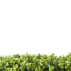 Premium Natural Buxus Artificial Hedge Panel 1m x 1m UV Resistant - Designer Vertical Gardens artificial garden wall plants artificial green wall australia