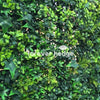 Spring Sensation Hedge Sample