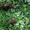 Vista Green Artificial Vertical Garden / Fake Green Wall 100cm x 100cm UV Resistant - Designer Vertical Gardens artificial garden wall plants artificial green wall australia