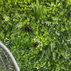Vista Green Artificial Vertical Garden / Fake Green Wall 100cm x 100cm UV Resistant - Designer Vertical Gardens artificial garden wall plants artificial green wall australia