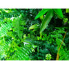 Wild Tropics Artificial Vertical Garden / Fake Green Wall 1m x 1m UV Resistant - Designer Vertical Gardens artificial garden wall plants artificial green wall installation